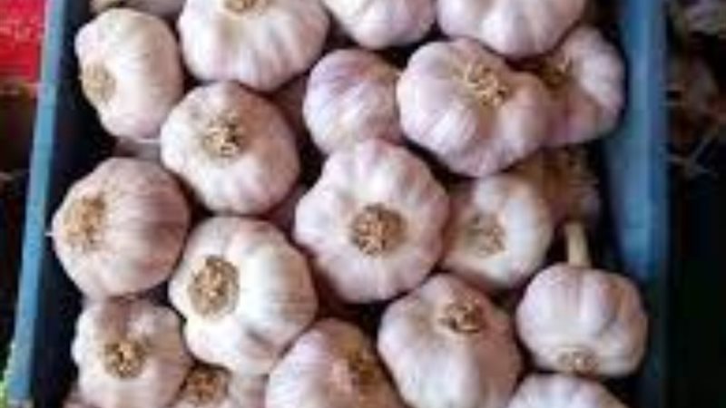 أسعار الثوم