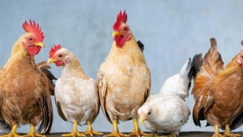 أسعار الفراخ والبيض اليوم