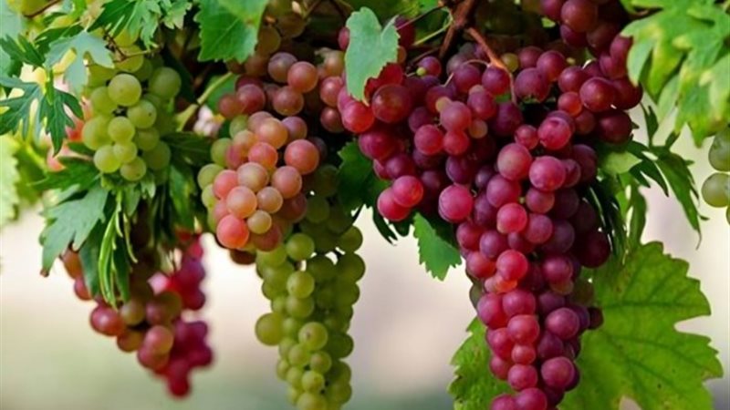 العنب ـ أرشيفية