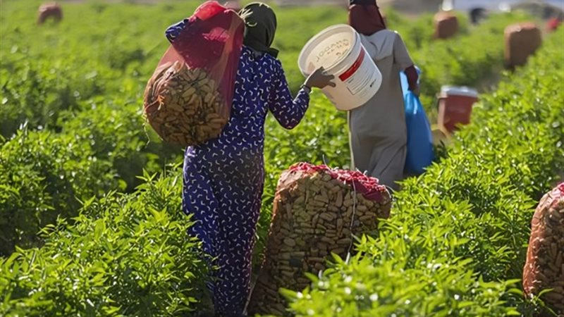 إنتاجية الفدان