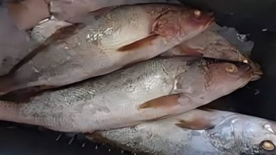 وزنها يصل 10 كيلو وموسم صيدها يبدأ 1 أكتوبر، كل ما تريد معرفته عن أسماك اللوت