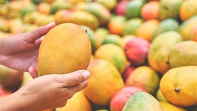 المانجو والبطاطا يتصدران قائمتي الفواكه والخضروات المُصدرة خلال الأسبوع الماضي