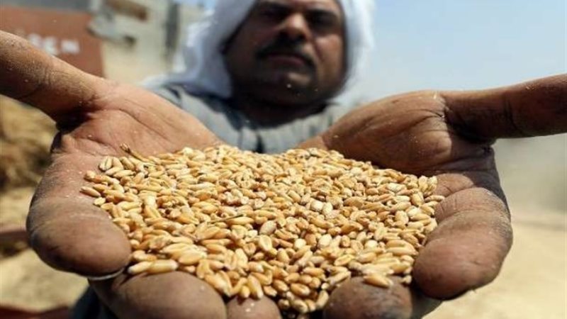 القمح - أرشيفية