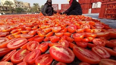هتوصل لـ12 جنيهًا، «الخضروات» تكشف موعد انخفاض سعر الطماطم في الأسواق