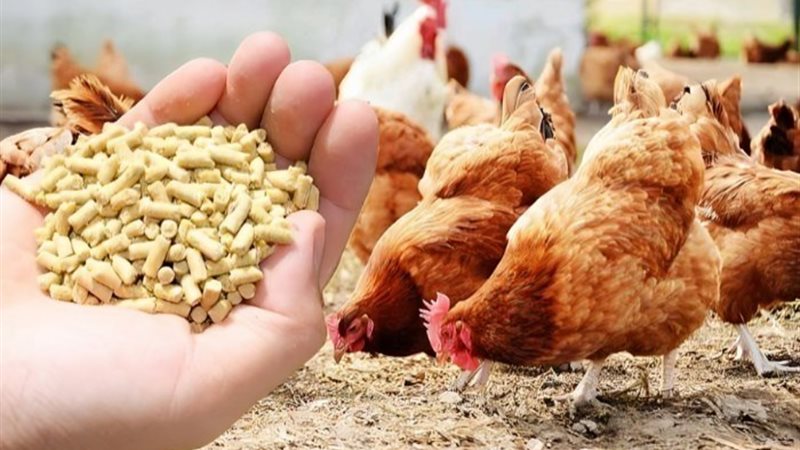 أسعار الفراخ والبيض اليوم