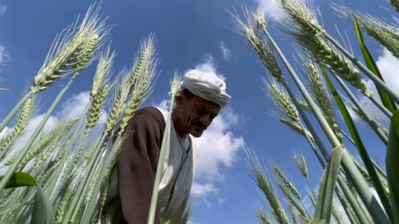 القمح المصري