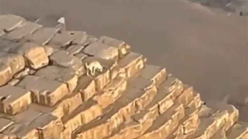 كلب من أعلى قمة الهرم