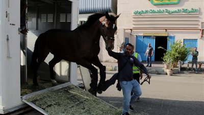 وصول عدد من الخيول المشاركة في بطولة مصر الدولية للفروسية