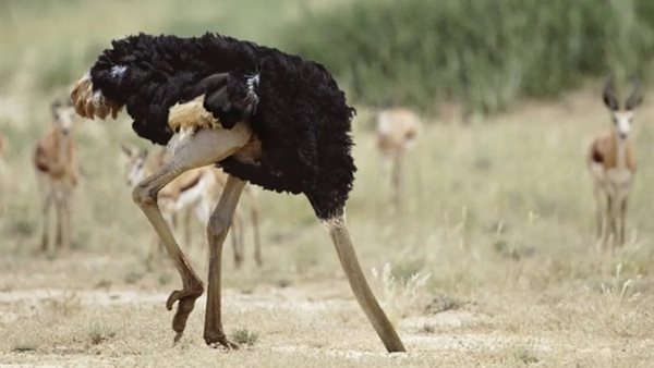 سر دفن النعام رأسه