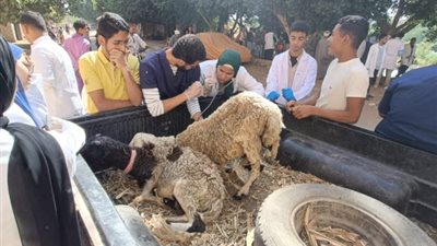 جامعة سوهاج تطلق قافلة بيطرية مجانية وتعالج 532 حيوانا (صور)