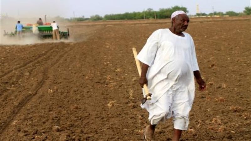 المزارع في السودان