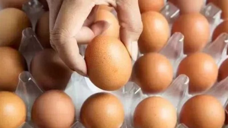 سعر البيض التركي