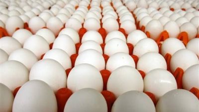 بـ150 جنيها، تعرف على أماكن بيع البيض التركي في مصر