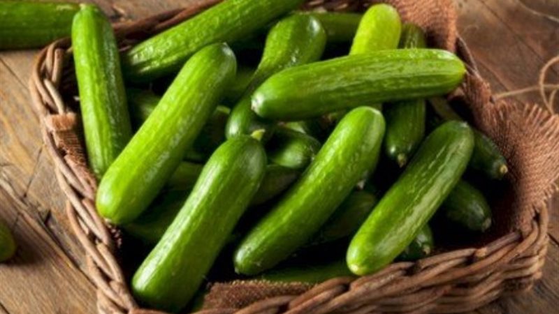 تفسير رؤية الخيار في المنام