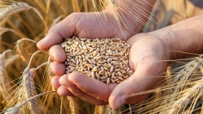تفسير حلم حصاد القمح في المنام