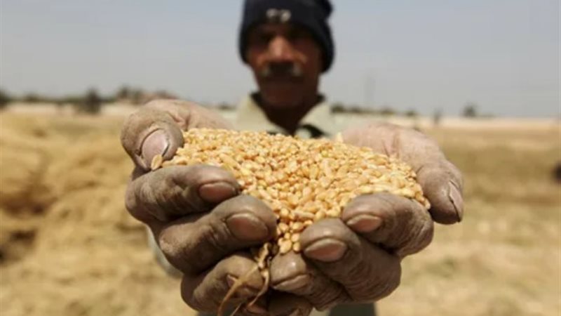 قمح- أرشيفية