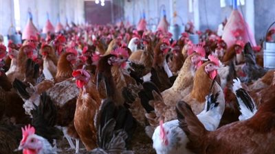 بزيادة 4 جنيهات، ارتفاع جديد فى أسعار الدواجن منتصف تعاملات الخميس 21-11-2024