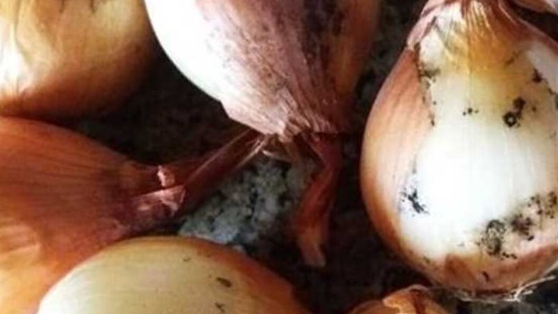 العفن الأسود على البصل - أرشيفية