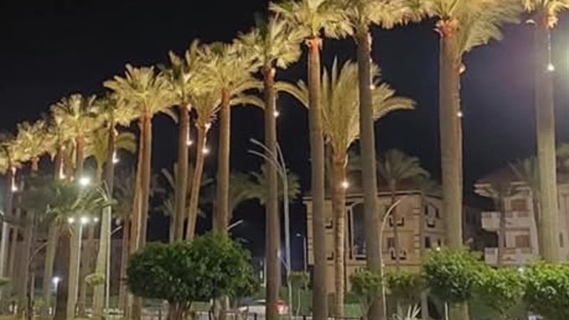 إضاءة النخيل برأس البر