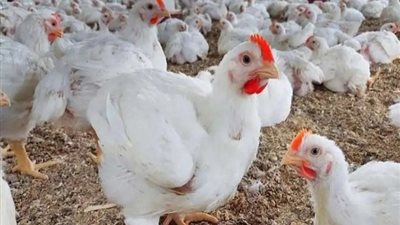 أقل من 70 جنيهًا للكيلو، أسعار الدواجن اليوم في الأسواق المحلية