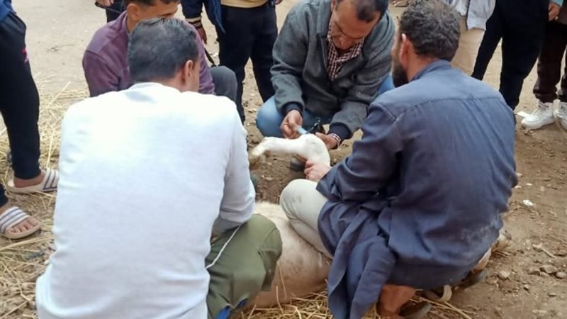 جانب من الحملة