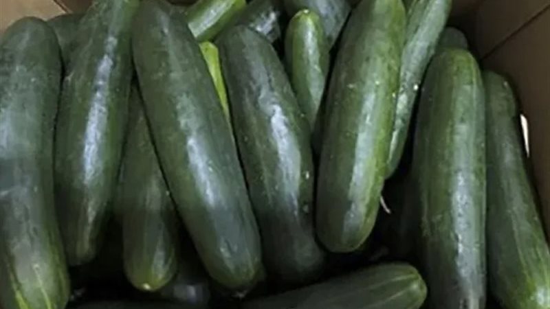بكتيريا السالمونيلا تجتاح أمريكا بسبب الخيار
