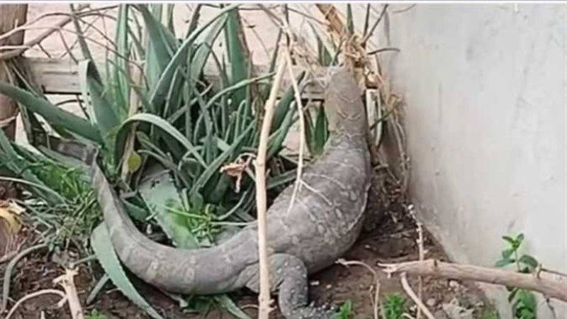 حيوان ورل نيلي