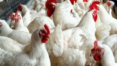 الساسو بـ78 جنيها، أسعار الدواجن اليوم الأربعاء 18 ديسمبر 2024