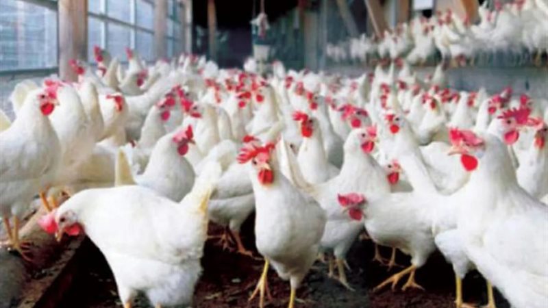أسعار الدواجن اليوم الاثنين