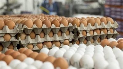 بـ 160جنيهًا، أسعار البيض اليوم الإثنين 30 ديسمبر 2024