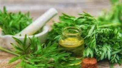 منها المساعدة في علاج السرطان، فوائد نبات الشيح لصحة الإنسان