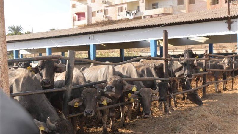 محطة بني مر للثروة الحيوانية
