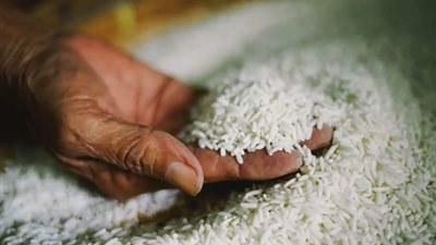 بكام دلوقتي في الأسواق، سعر طن الأرز الشعير اليوم 8 يناير 2025