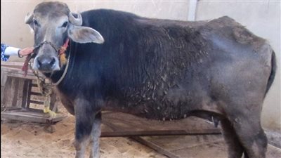 جاموسة تنهي حياة طفل 9 سنوات بمركز المنشاة غرب سوهاج