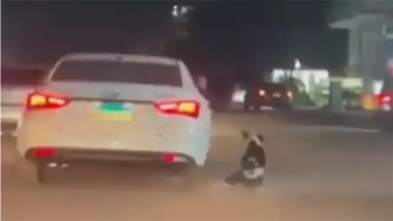 سحل كلب - أرشيفية