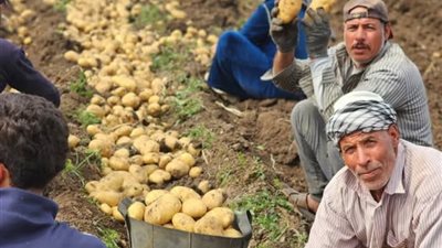 نرصد فرحة فلاحينا الطيبين أثناء حصاد محصول البطاطس في غيطان المنوفية