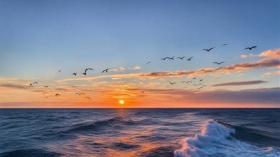 بطل في عرض البحر.. قبطان مصري ينقذ 