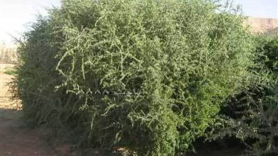 شجر الغرقد وسر اهتمام اليهود بزراعته بالمنازل لعلاقتها بزوال إسرائيل
