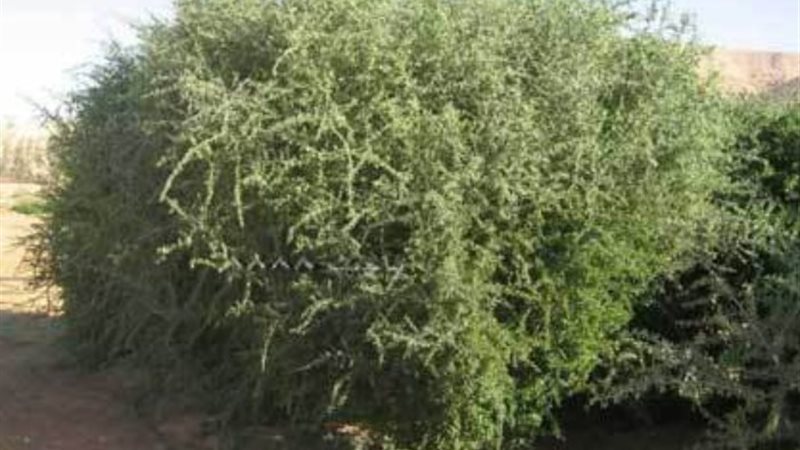 شجرة الغرقد