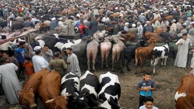 الثروة الحيوانية من القوائم للتأمين.. 7 مليارات جنيه نفقات بين التطوير وإنجازات الرئيس السيسي