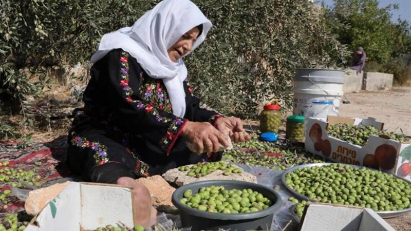 سيدة فلسطينية من أرض الزيتون