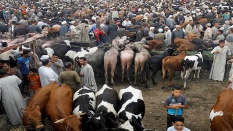 صور ماشية أرشيفية