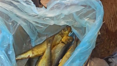 محافظ المنيا يوجه بتكثيف الحملات التموينية لضبط الأسواق طوال أيام عيد الفطر