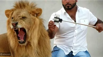 بعد هجومه علي ذراع مدربه بطنطا.. نصائح يجب اتباعها قبل تدريب الأسود