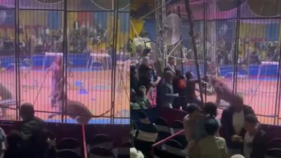 أنوسة كوتة تكشف مصير عامل سيرك طنطا بعد هجوم النمرعليه (تفاصيل)
