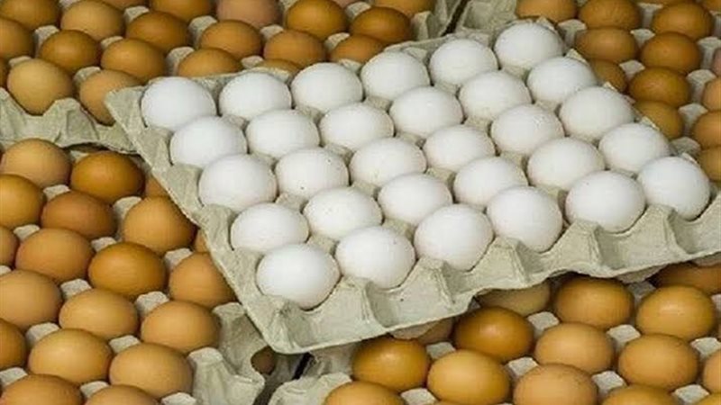 اسعار البيض