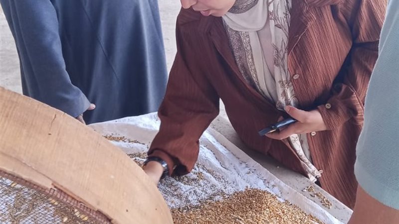 القمح