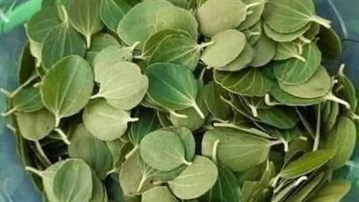  خطوات دقيقة لكن مفعولها سحري.. كيفية استخدام ورق السدر للشعر والبشرة والجسم؟