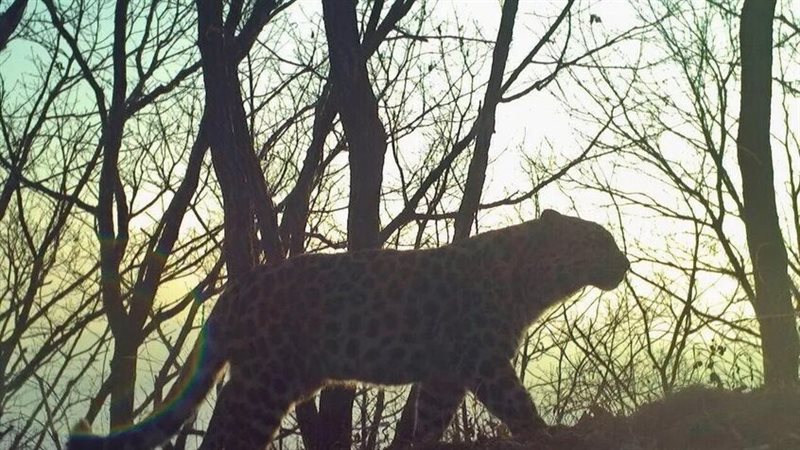 نمر البابا فرانسيس ـ أرشيفية