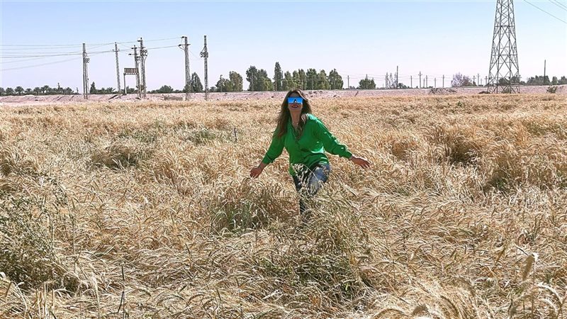 لقاء سويدان